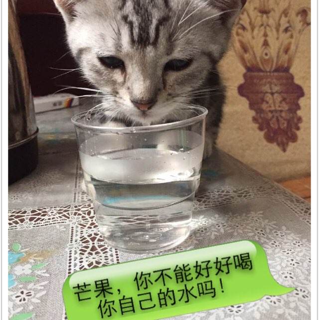 高仿密苏里州结婚证